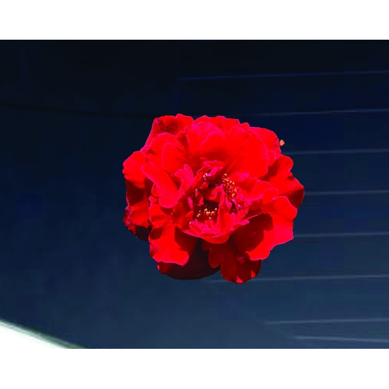 Rose Decal - vinyl decal by Growing Tree Gallery